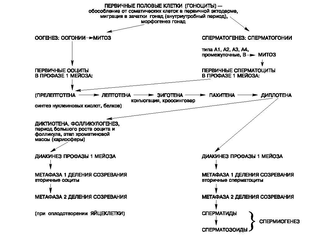 образование половых клеток гаметогенез таблица. первичные половые клетки в сперматогенезе. первичная половая клетка. источник развития первичных половых клеток. образование первичных половых клеток.